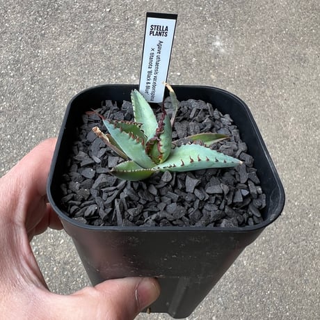 CATEGORY アガベ | STELLA.PLANTS