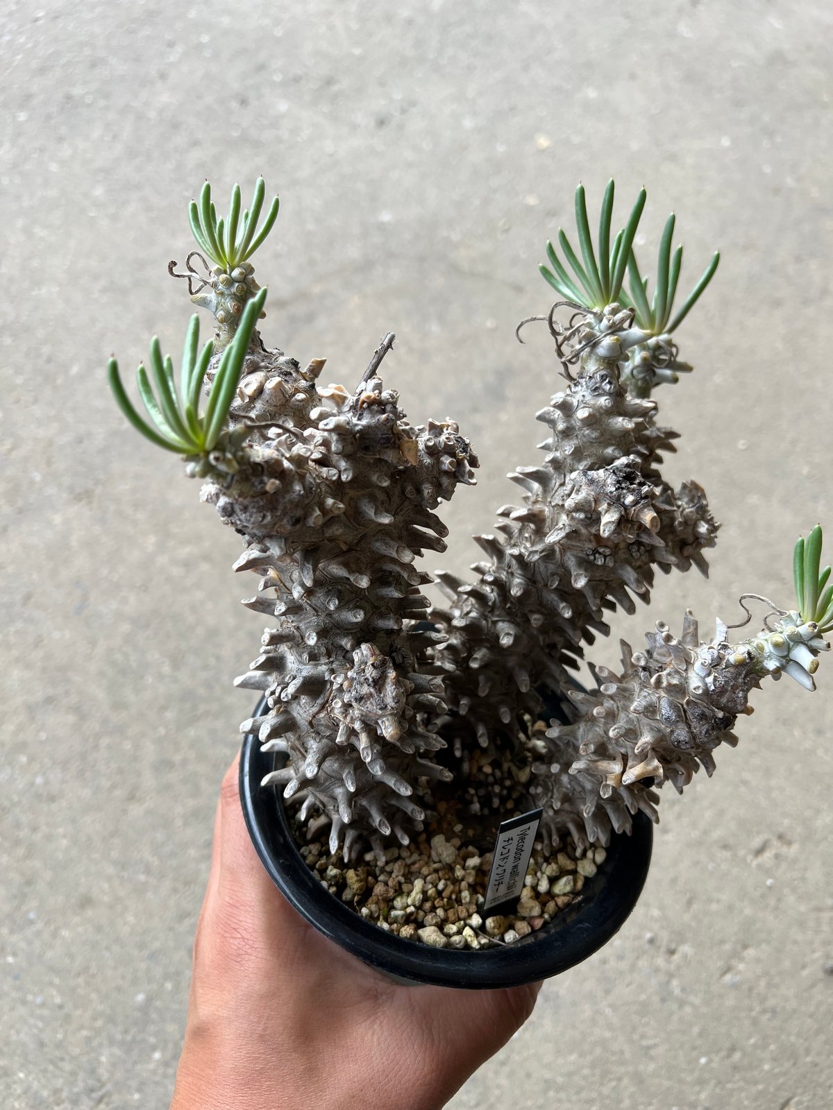 【日本製】 チレコドン STELLA.PLANTS | ワリチー 塊根植物・コーデックス