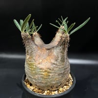 フォークイエリア ファシクラータ | STELLA.PLANTS フォークイエリア ファシクラータ | STELLA.PLANTS