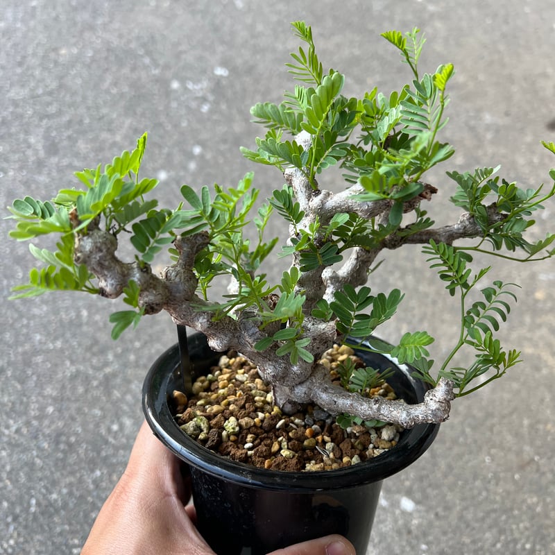 センナ メリディオナリス1 | STELLA.PLANTS