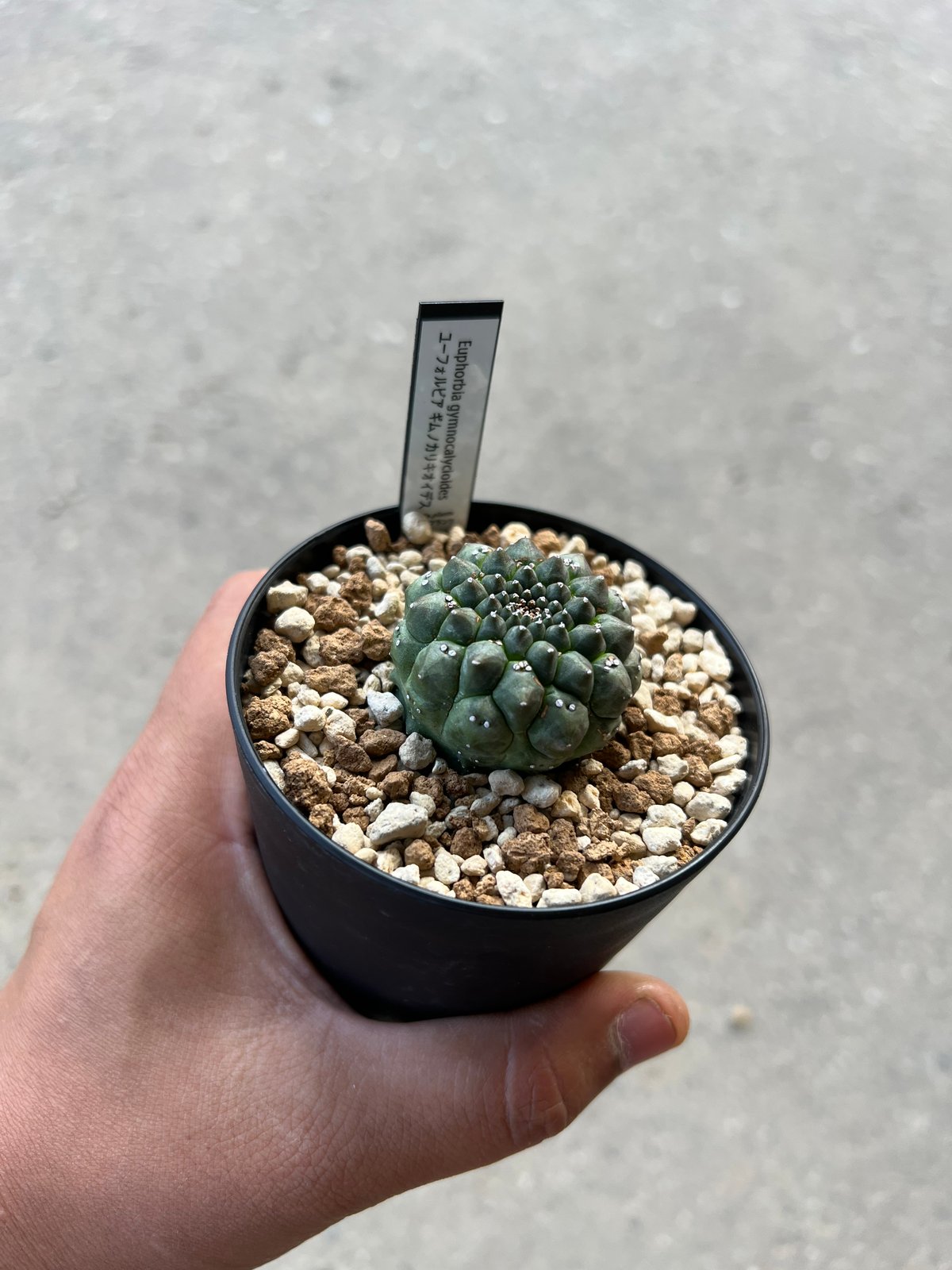ユーフォルビアギムノカリキオイデス ユーフォルビア ギムノカリキオイデス | STELLA.PLANTS