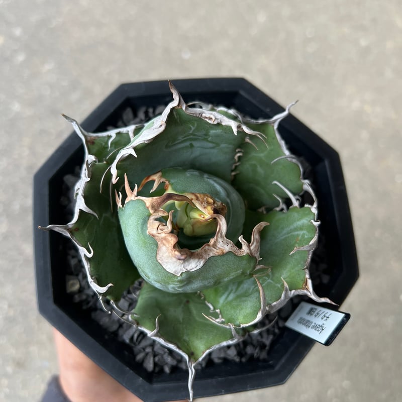 アガベ　白鯨　大きめ　ワイルド風 アガベ チタノタ ''白鯨錦' 白覆輪 Agave titanota 'White Whale