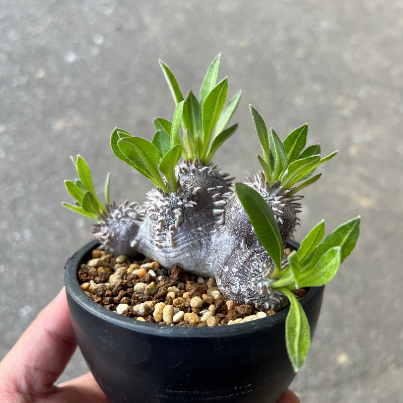 パキポディウム 恵比寿大黒3 | STELLA.PLANTS