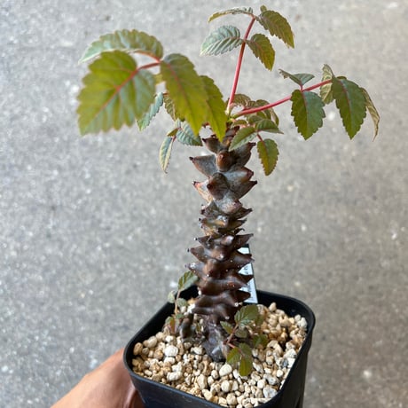 【実生】ベイセリアメキシカーナ　Beiselua mexicana B 実生】ベイセリアメキシカーナ Beiselua mexicana - メルカリ
