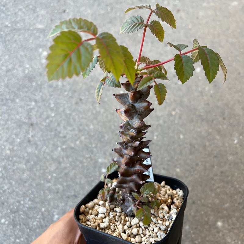 【実生】ベイセリアメキシカーナ　Beiselua mexicana A ベイセリア メキシカーナ | STELLA.PLANTS