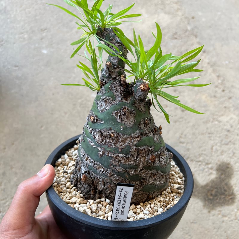 フォークイエリア プルプシー 特選株】 フォークイエリア プルプシー