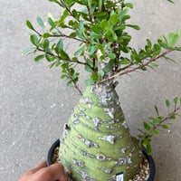 フォークイエリア フォークイエリア属 | アクアショップフィン 店長ブログ