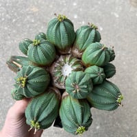 ユーフォルビア オベサ梵天3