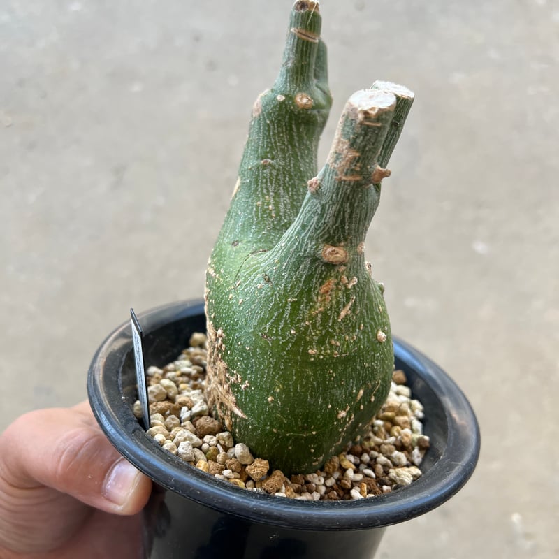 アデニア プセウドグロボーサ | STELLA.PLANTS アデニア プセウドグロボーサ | STELLA.PLANTS
