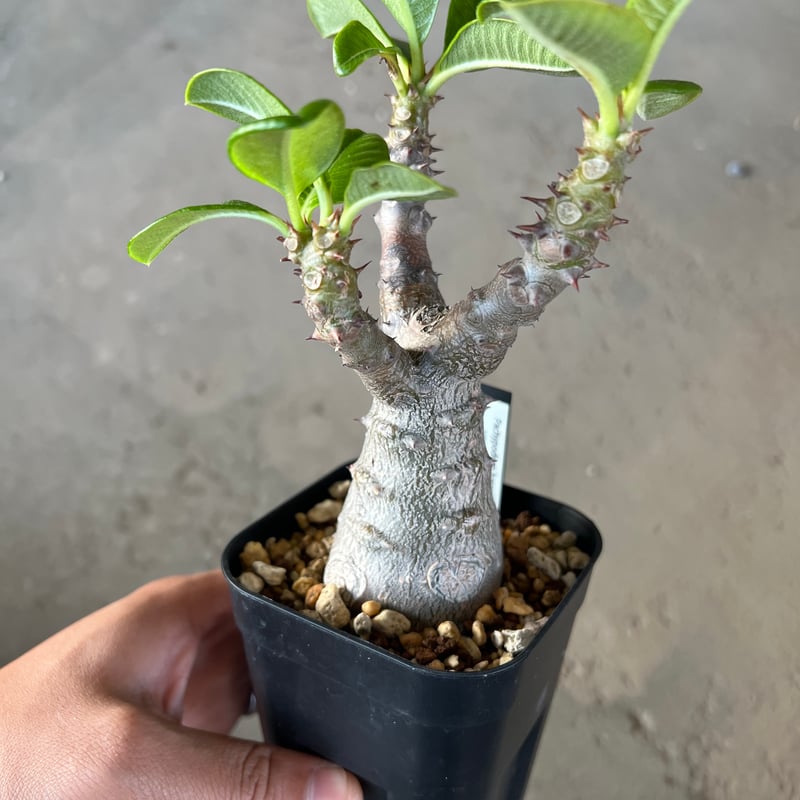 パキポディウム ウィンゾリー 実生3年 パキポディウム ウィンゾリー 実生3年 実生3年 パキポディウム