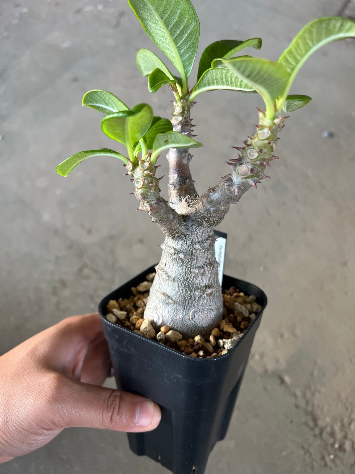 パキポディウム ウィンゾリー 実生 コレクション