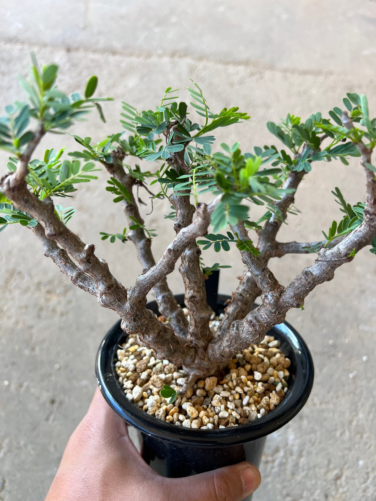 センナ メリディオナリス 極太 特大 発根済 ③ センナ メリディオ