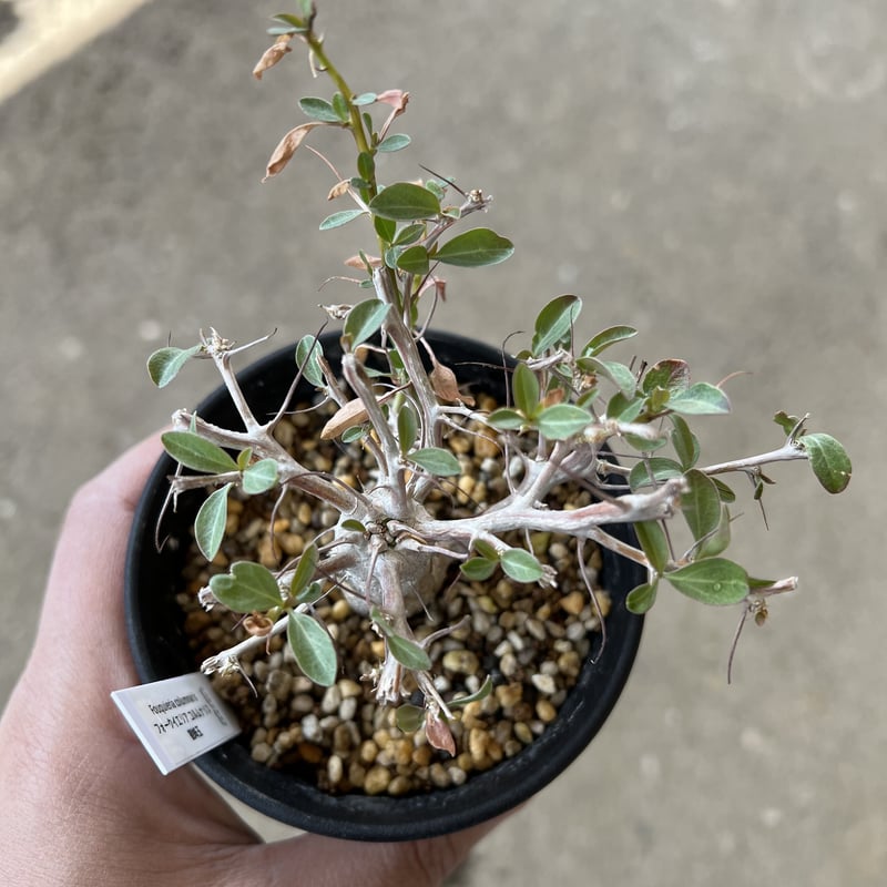 フォークイエリア コルムナリス 観峰玉 | STELLA.PLANTS フォークイエリア コルムナリス 観峰玉 | STELLA.PLANTS
