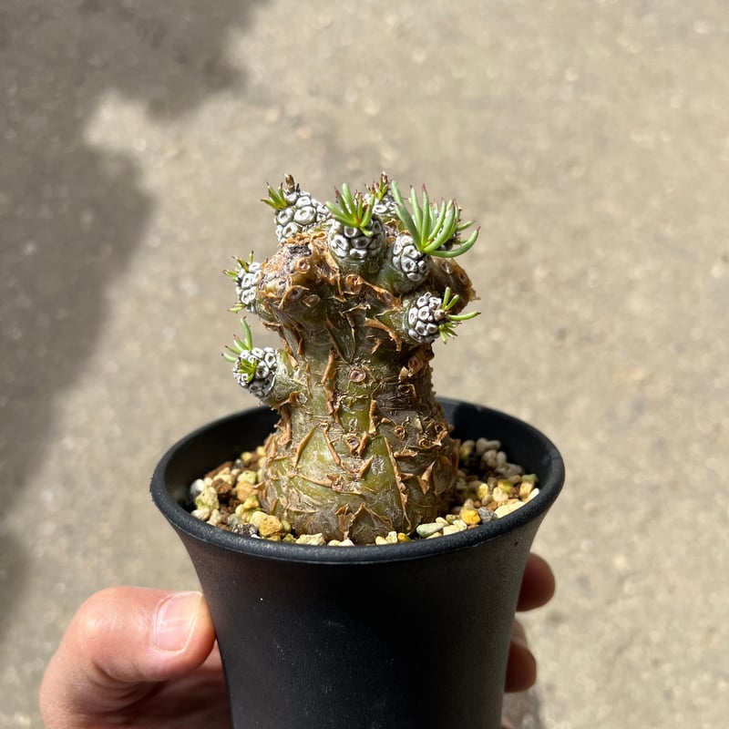 チレコドン　ペアルソニー　鉢ごと チレコドン ペアルソニー 現地球 良型 鉢こみ