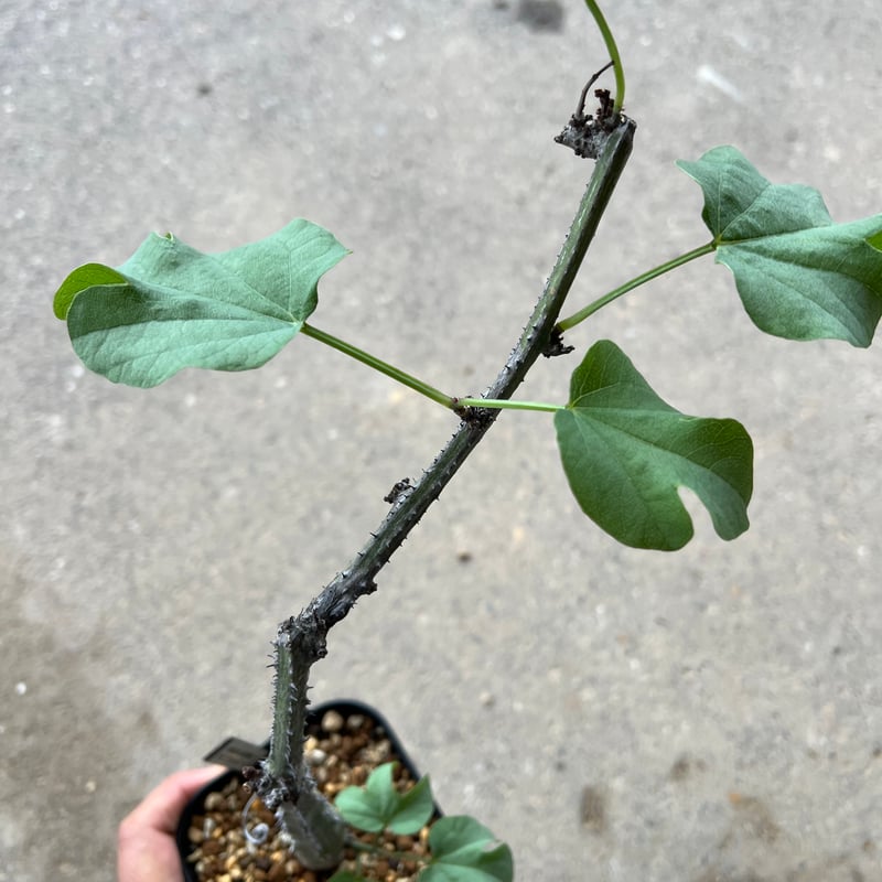 アデニア　アクレアータ　枝刺し アデニア アクレアータ 枝刺し