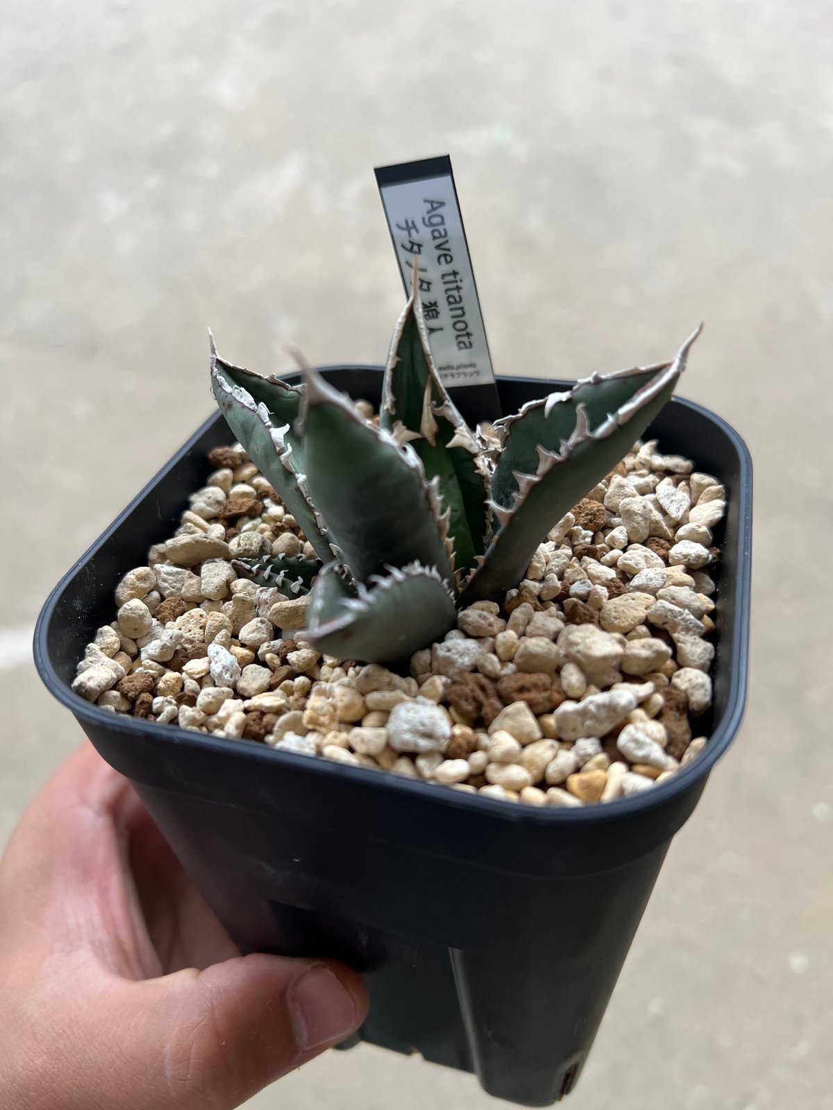 アガベチタノタ狼人　現品鉢ごと発送 アガベ チタノタ 狼人 / Agave titanota were wolf | Amour.