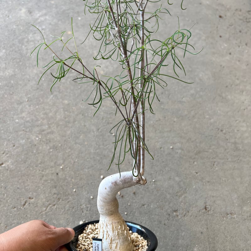 isla del pescado - Euphorbia hedyotoides-ユーフォルビア