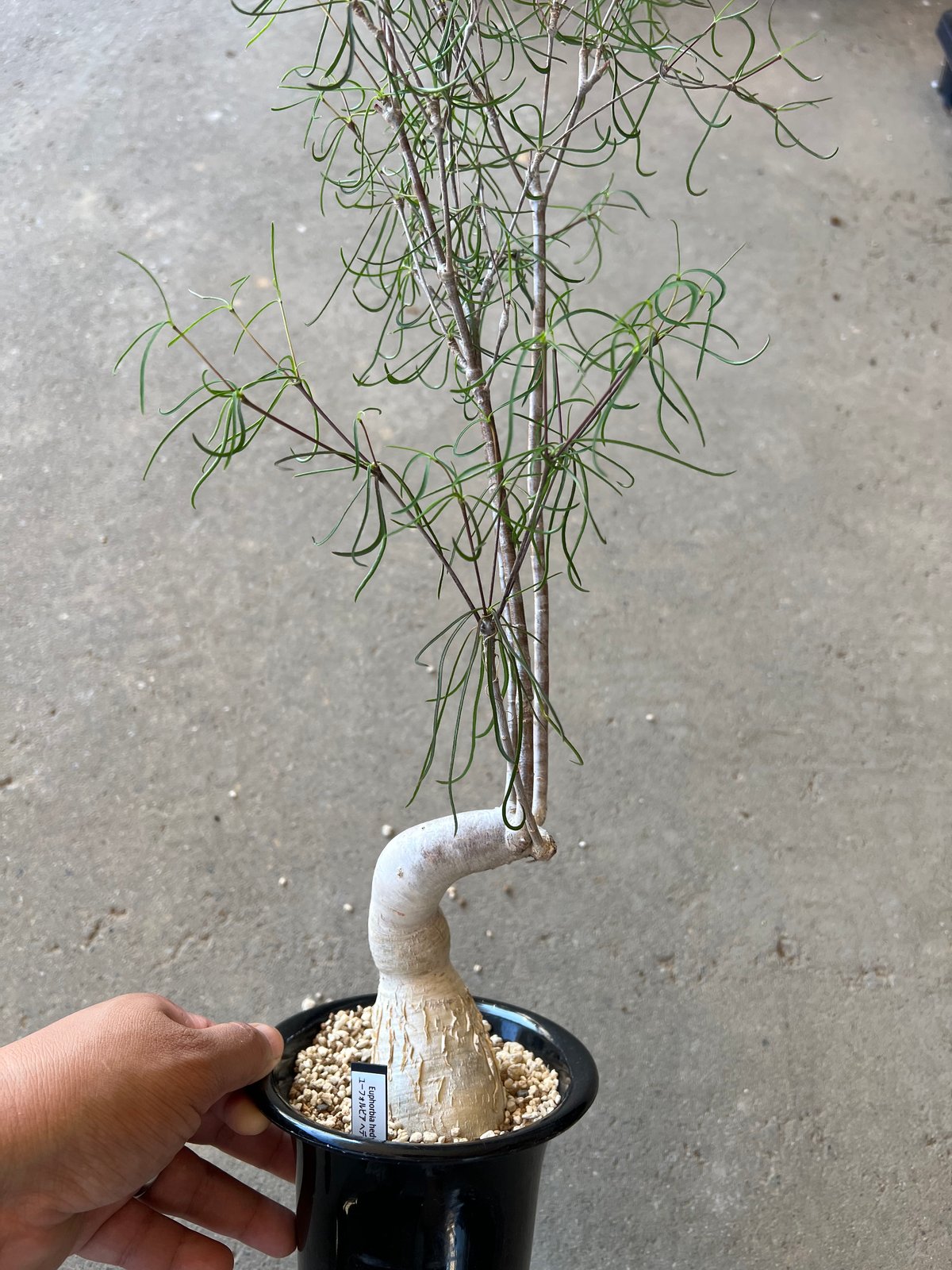 ユーフォルビア ヘディオトイデス | STELLA.PLANTS
