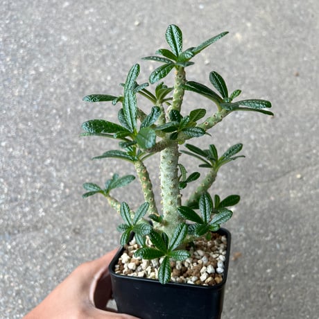 larsson-gekkabijinn枠　ギガスブラータ gigas | STORES