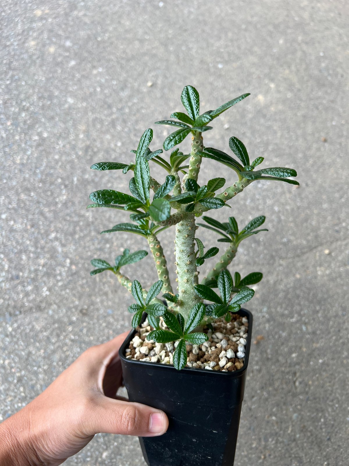 ドルステニア ギガス 5年目② ドルステニア：ギガス 5号23-02 の通販 | 園芸ネット