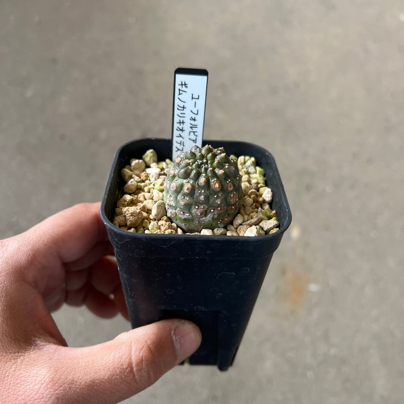 ユーフォルビア ギムノカリキオイデス4 | STELLA.PLANTS