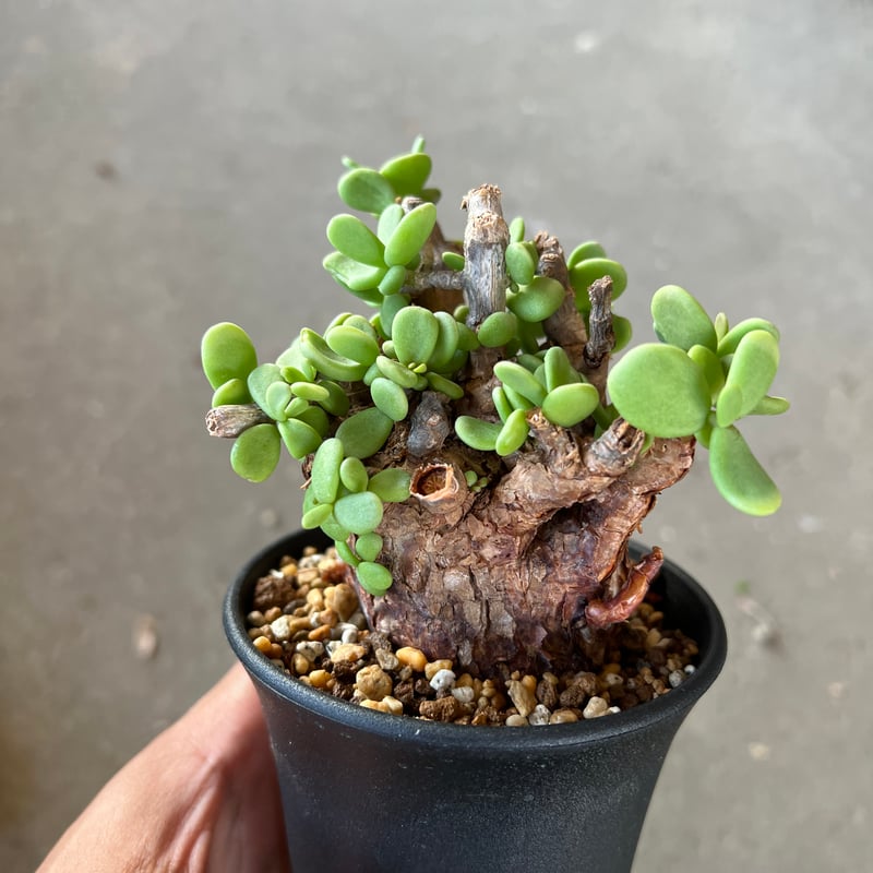 ケラリアピグマエア 実生5株セット #塊根植物 