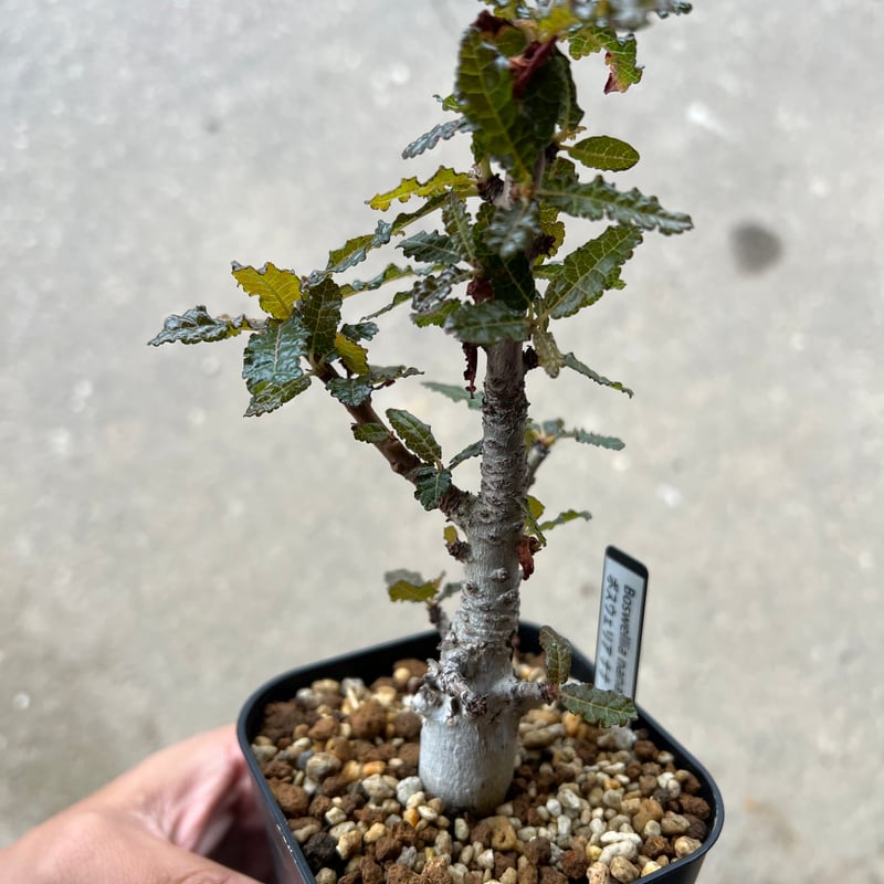 ボスウェリア ナナ 【国内実生】【Lサイズ】 【公式通販】