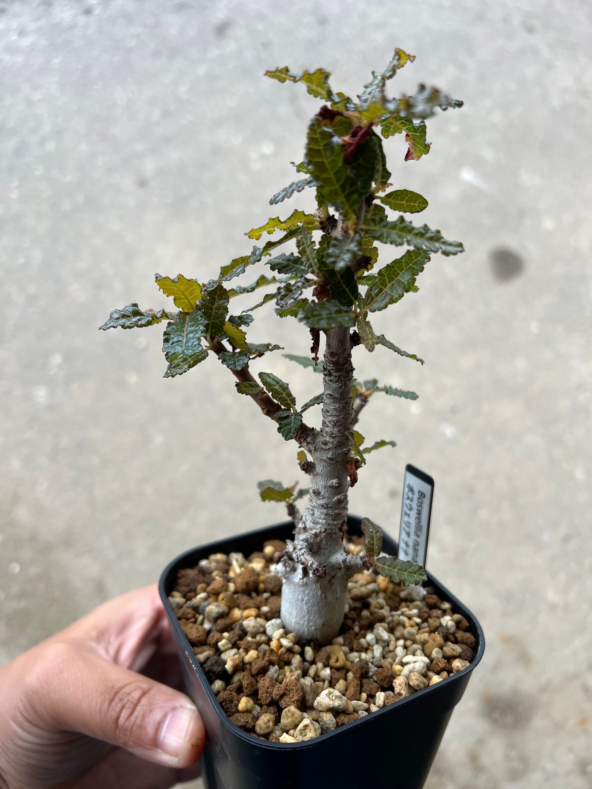 ボスウェリア ナナ 実生苗 Amazon.co.jp: bosmwellia nana ボスウェリア ナナ 国内実生 04
