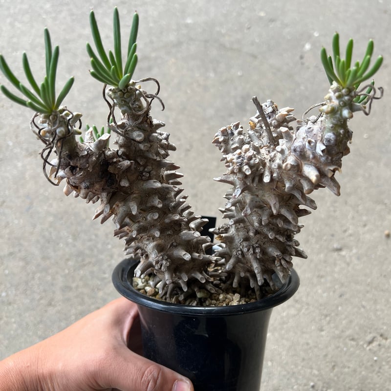 チレコドン ワリチー | STELLA.PLANTS チレコドン ワリチー | STELLA.PLANTS