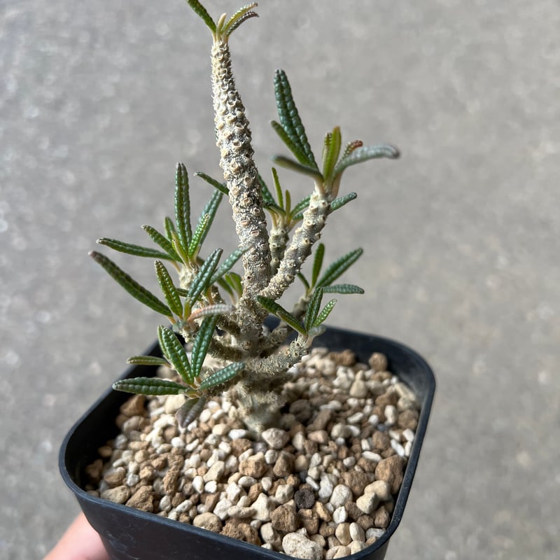 ドルステニア ギガス ブラータ | STELLA.PLANTS