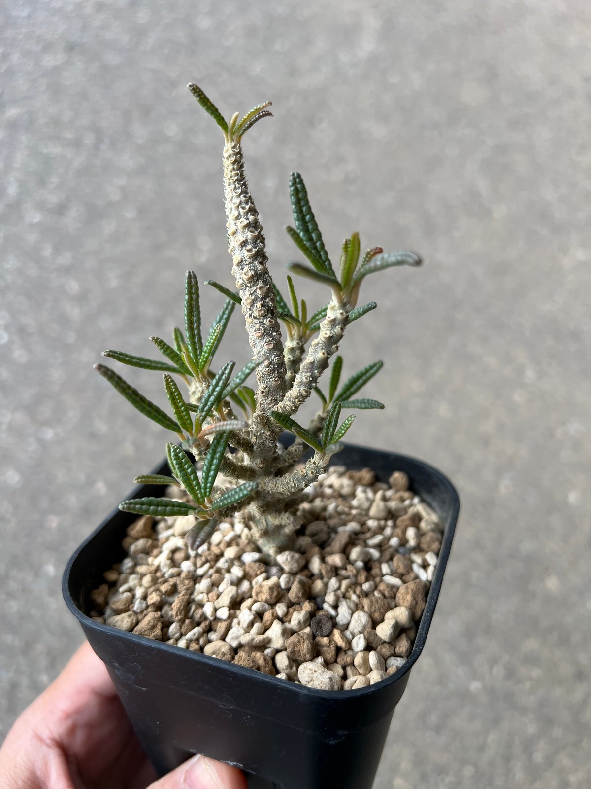 ドルステニア ギガス ブラータ | STELLA.PLANTS