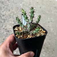 ユーフォルビア ソマリア ホルディオ5 | STELLA.PLANTS