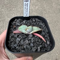 Agave titanota 'Creep'3 | STELLA.PLANTS
