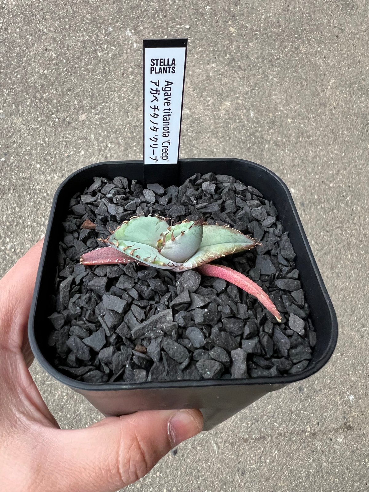 Agave titanota 'Creep'3 | STELLA.PLANTS