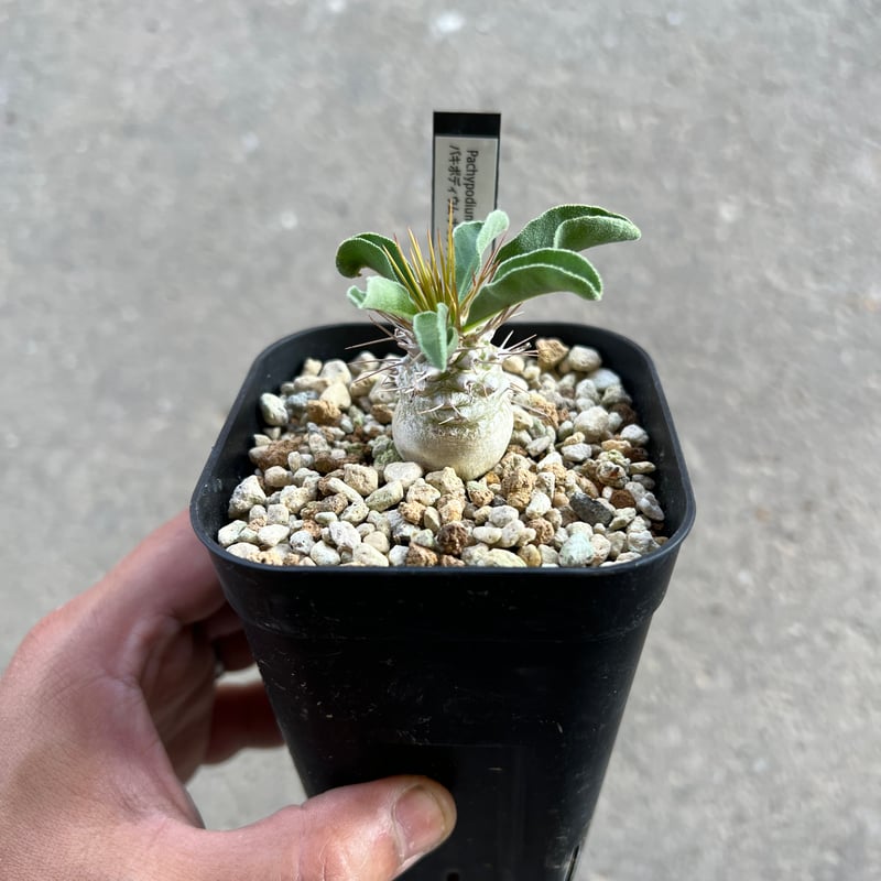 パキポディウム ナマクアナム 光堂2 | STELLA.PLANTS