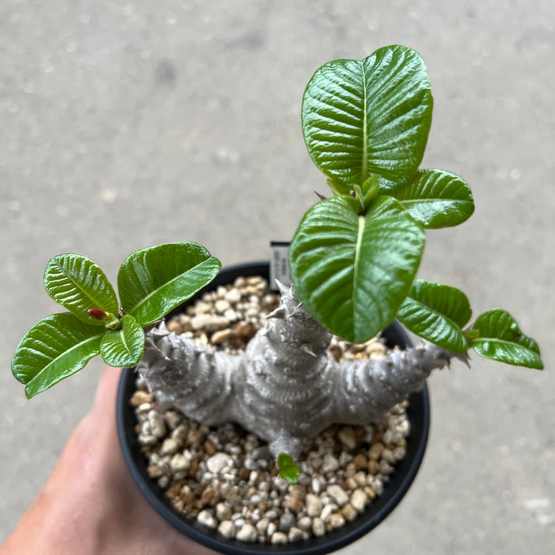 パキポディウム ウィンゾリー | STELLA.PLANTS パキポディウム ウィンゾリー | STELLA.PLANTS