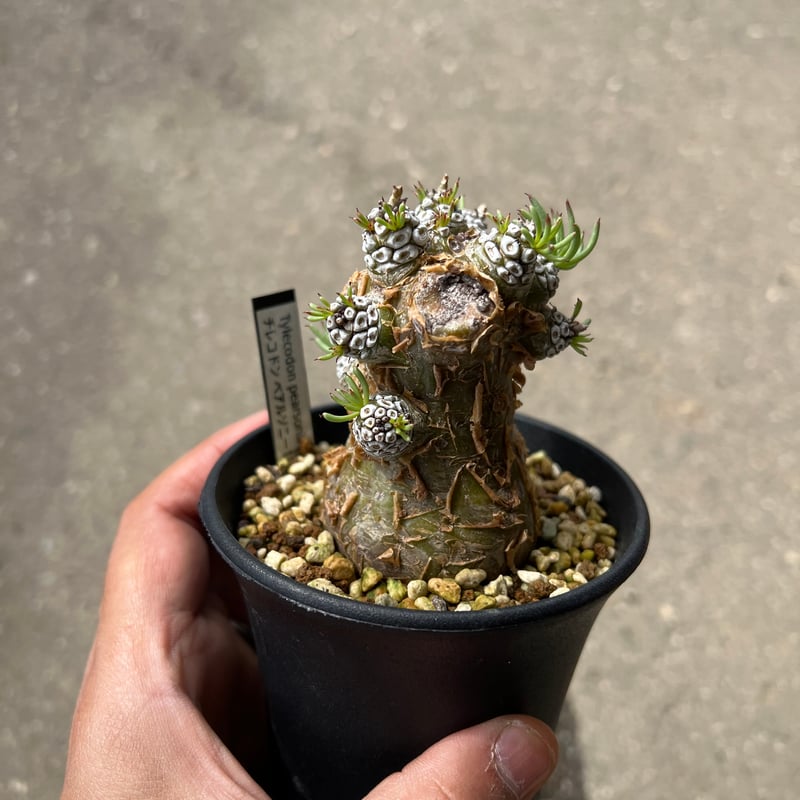 チレコドン　ペアルソニー　現地株　発根済　中サイズ チレコドン ペアルソニー 白象 現地球 発根株（鉢付き