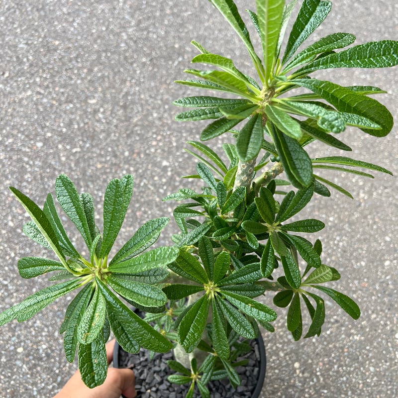 ドルステニア ギガス | STELLA.PLANTS