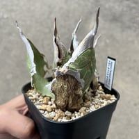 アガベ ホリダドワーフ カリフォルニア | STELLA.PLANTS
