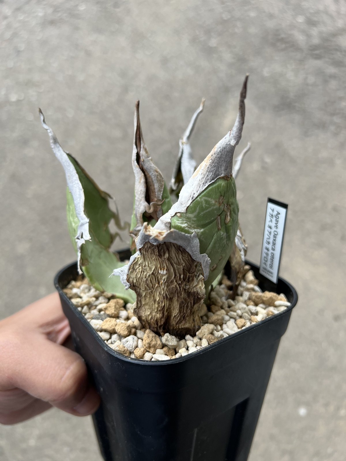 アガベオアハカオテロイ　Agave titanota Oaxaca