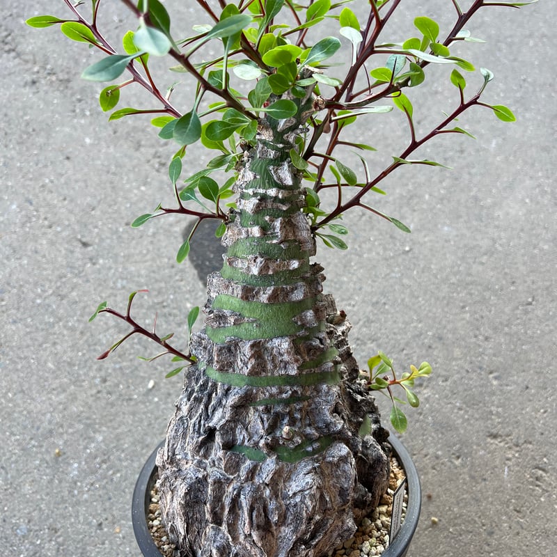 フォークイエリアファシクラータ