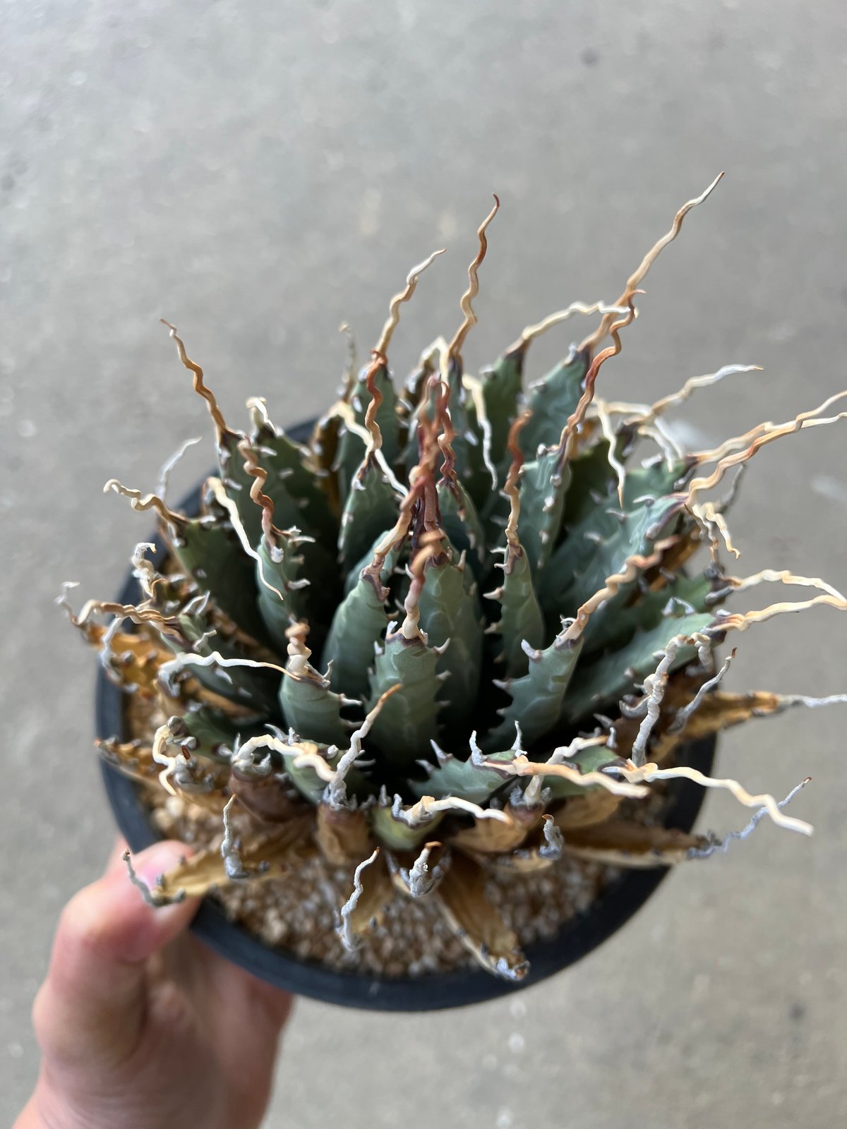 ユタエンシス エボリスピナ陽炎 | STELLA.PLANTS