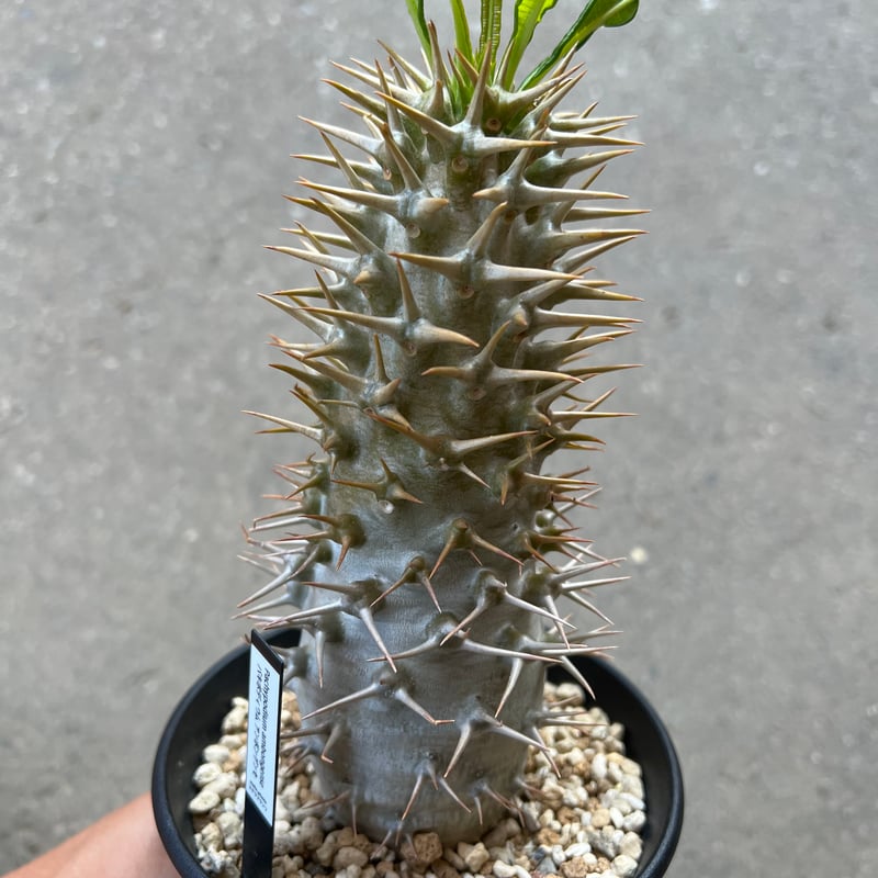 パキポディウム アンボンゲンセ | STELLA.PLANTS