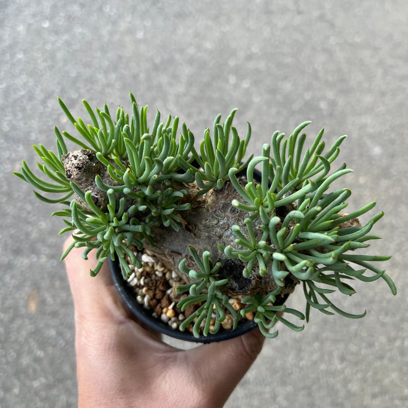 チレコドン ペアルソニー9 | STELLA.PLANTS