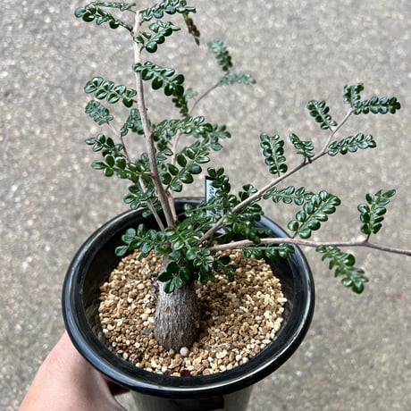 オペルクリカリアデカリー | STORES