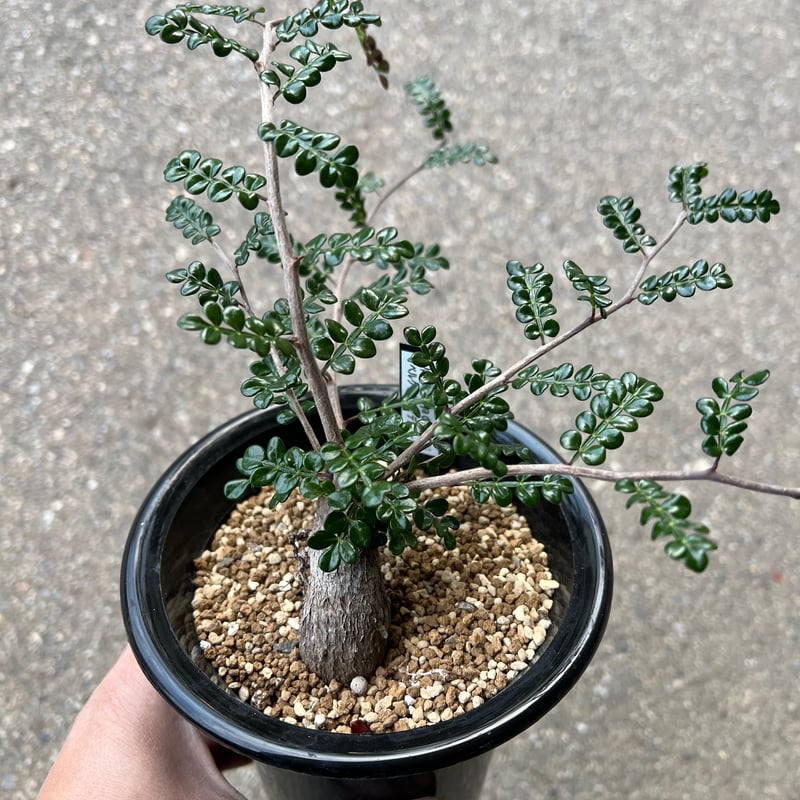 オペルクリカリア デカリー4 | STELLA.PLANTS