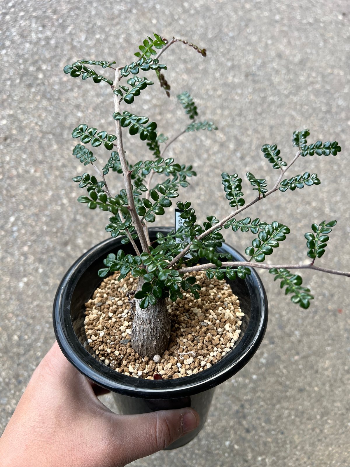 オペルクリカリア デカリー4 | STELLA.PLANTS