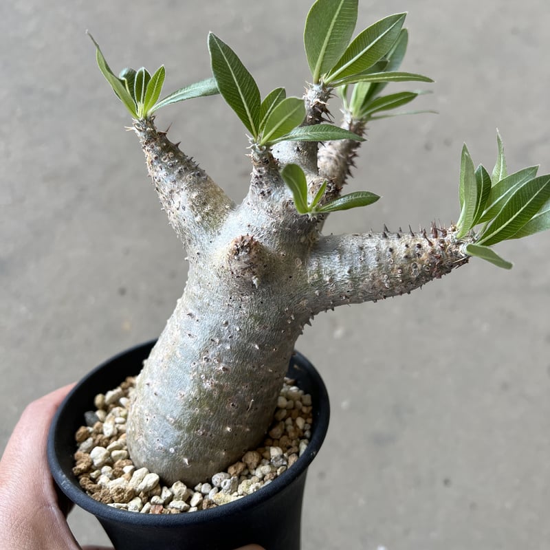 パキポディウム マカイエンセ | STELLA.PLANTS パキポディウム マカイエンセ