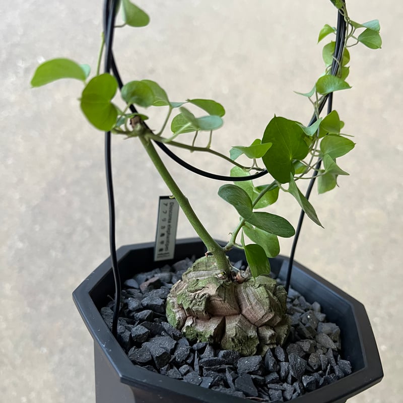 アフリカ亀甲竜 | STELLA.PLANTS