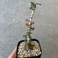 ユーフォルビア シミリラメア | STELLA.PLANTS